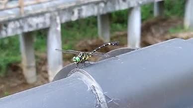 秋日郊游露营自然风光蜻蜓视频的预览图